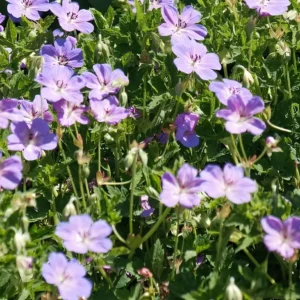 Geranium wallichianum 'Magical Pleasure'