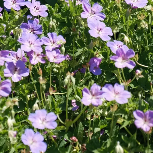 Geranium wallichianum 'Magical Pleasure'