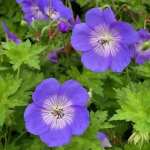 Geranium x hybridum 'Rozanne' ('Gerwat')