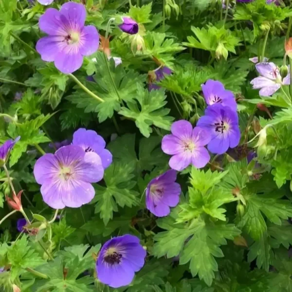 Geranium x hybridum 'Rozanne' ('Gerwat') - Image 2