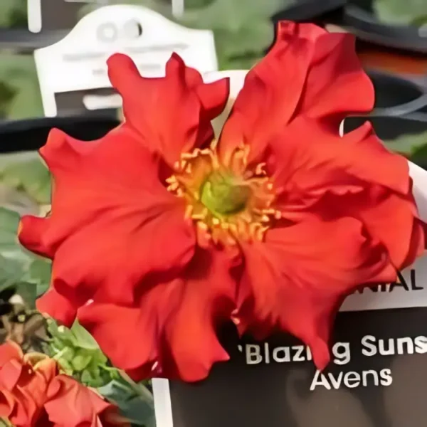 Geum 'Blazing Sunset' - Image 3