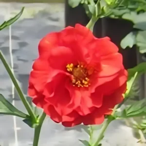 Geum 'Blazing Sunset'