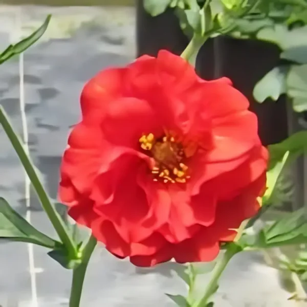 Geum 'Blazing Sunset'