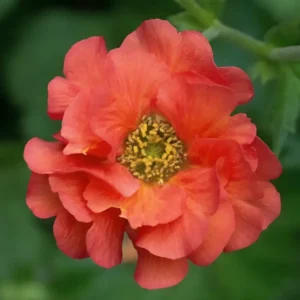 Geum 'Coral Tempest'
