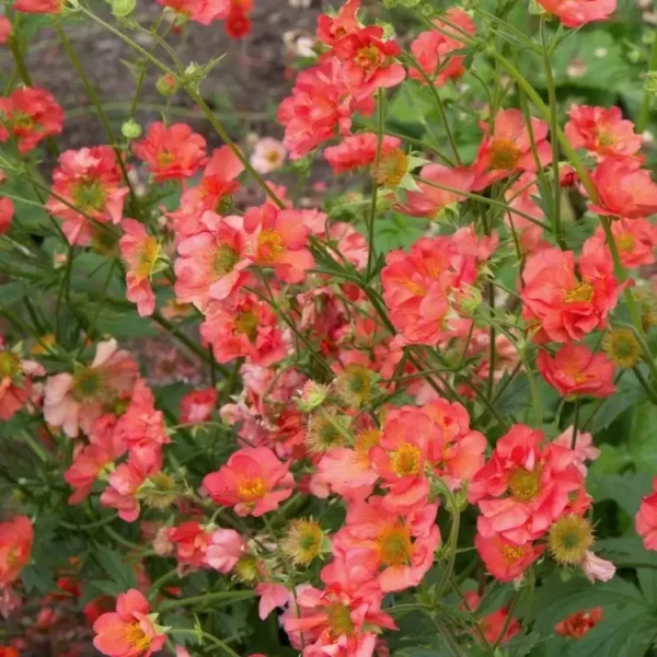 Geum 'Coral Tempest' - Image 2