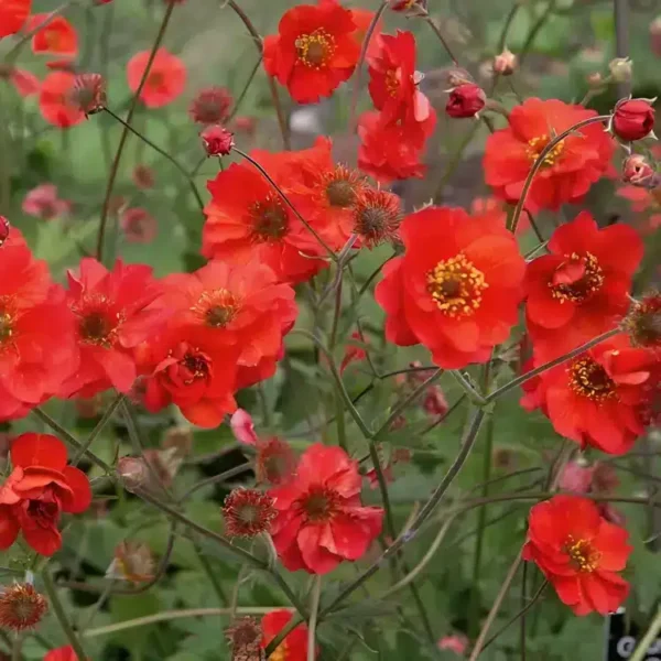 Geum 'Coral Tempest' - Image 3