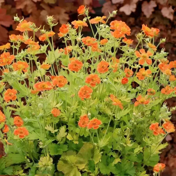  Geum ‘Sunkissed Lime’ - Image 2