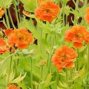  Geum ‘Sunkissed Lime’