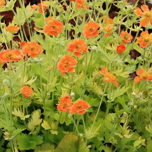  Geum ‘Sunkissed Lime’ - Image 3