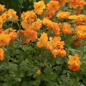 Geum 'Fire Storm'
