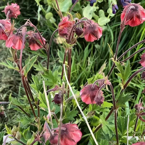 Geum 'Flames of Passion' - Image 3