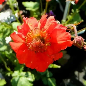 Geum 'Flames of Passion'