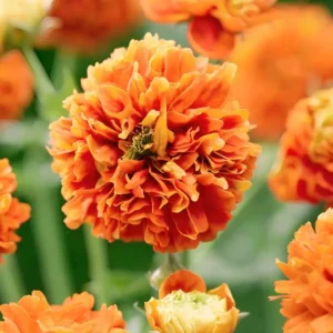 Geum 'Orange Pumpkin'