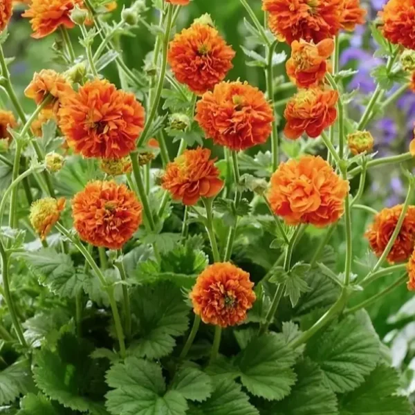 Geum 'Orange Pumpkin' - Image 3
