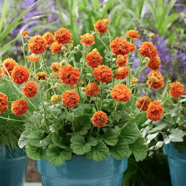 Geum 'Orange Pumpkin' - Image 2