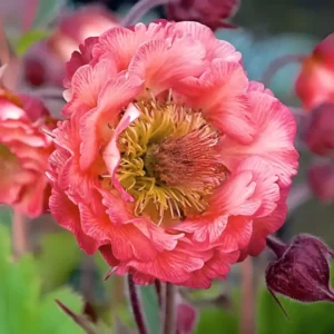 Geum 'Pink Petticoats'
