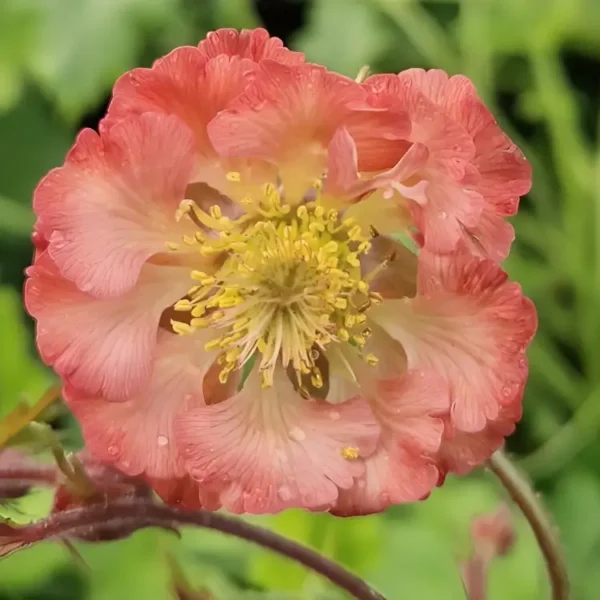 Geum 'Pink Petticoats' - Image 3