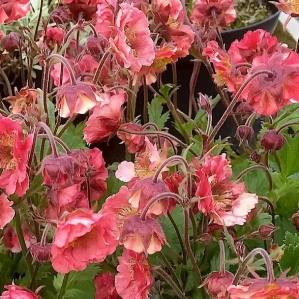 Geum 'Pink Petticoats' - Image 2