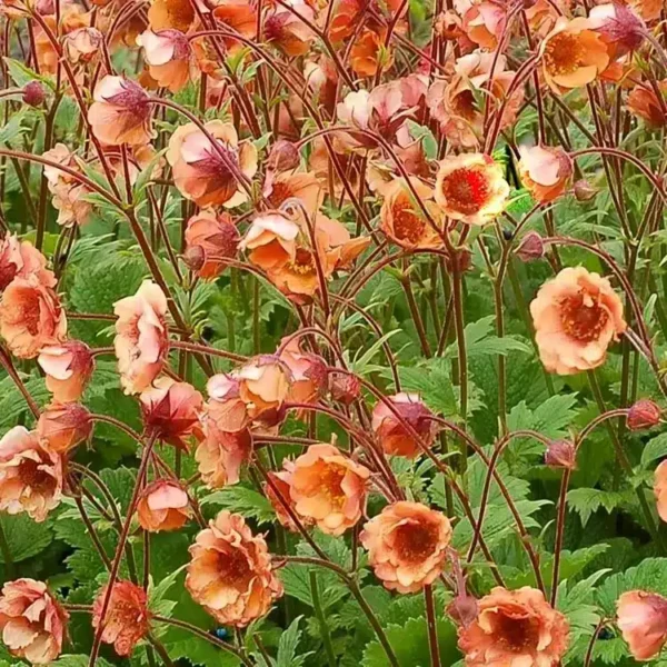 Geum 'Tempo Orange' - Image 2