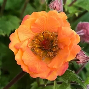 Geum 'Tempo Orange'