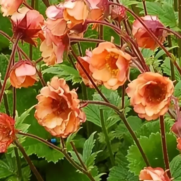 Geum 'Tempo Orange' - Image 3