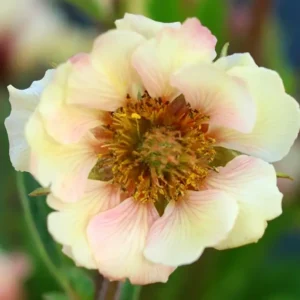 Geum Tempo 'Yellow'