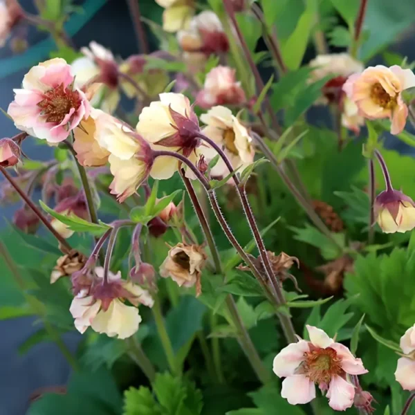 Geum Tempo 'Yellow' - Image 3