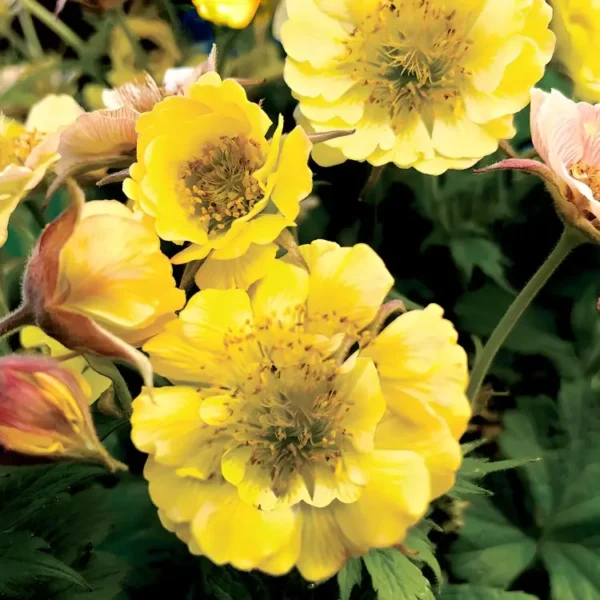 Geum Tempo 'Yellow' - Image 2