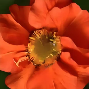 Geum rivale 'Grande Rosso'
