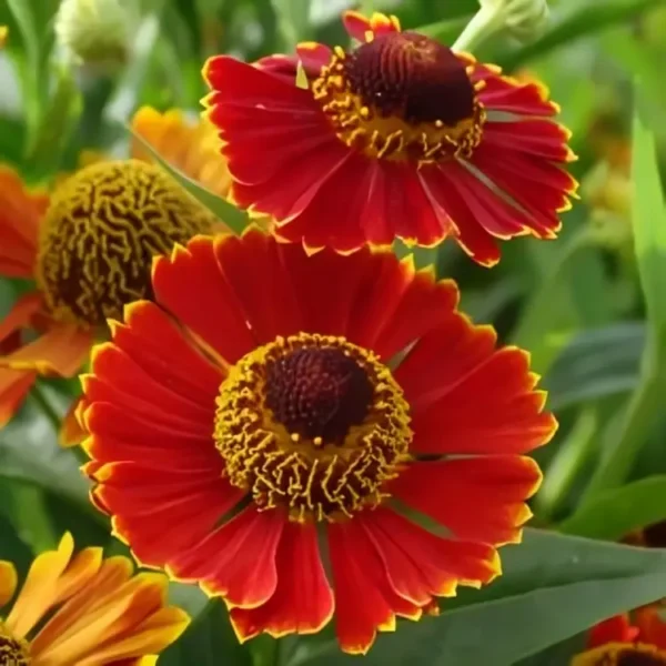 Helenium 'Poncho'