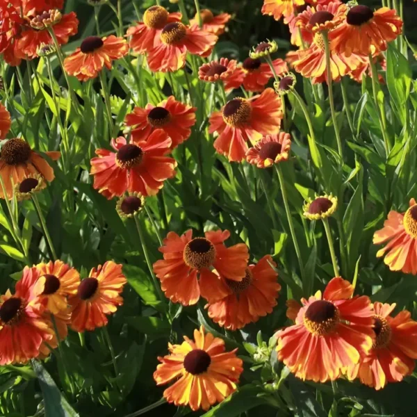 Helenium 'Poncho' - Image 2