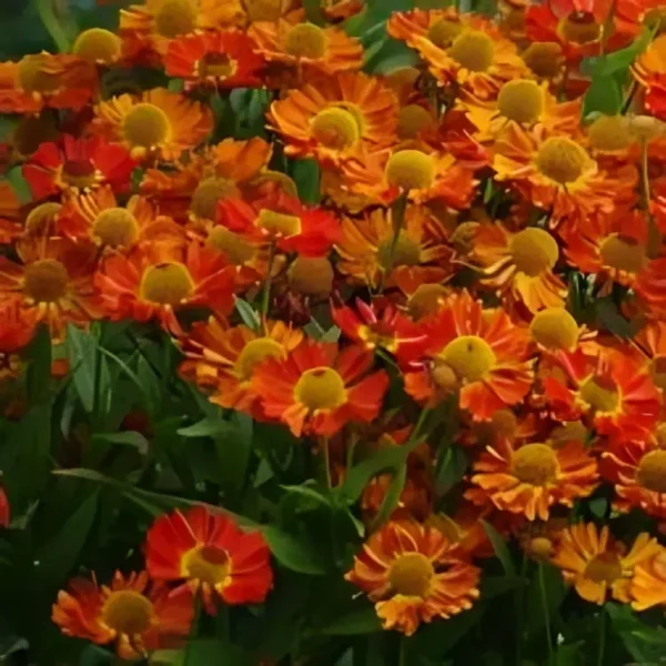 Helenium 'Ranchera' - Image 3