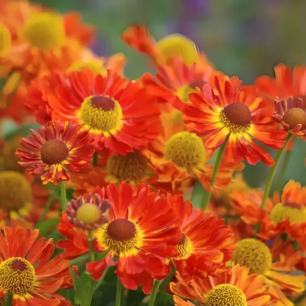 Helenium 'Ranchera'