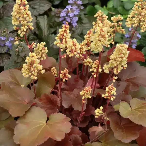 Heuchera Little Cutie 'Blondie' (Little Cutie Series) - Image 2