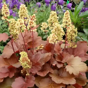 Heuchera Little Cutie 'Blondie' (Little Cutie Series)