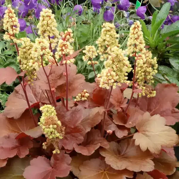 Heuchera Little Cutie 'Blondie' (Little Cutie Series)