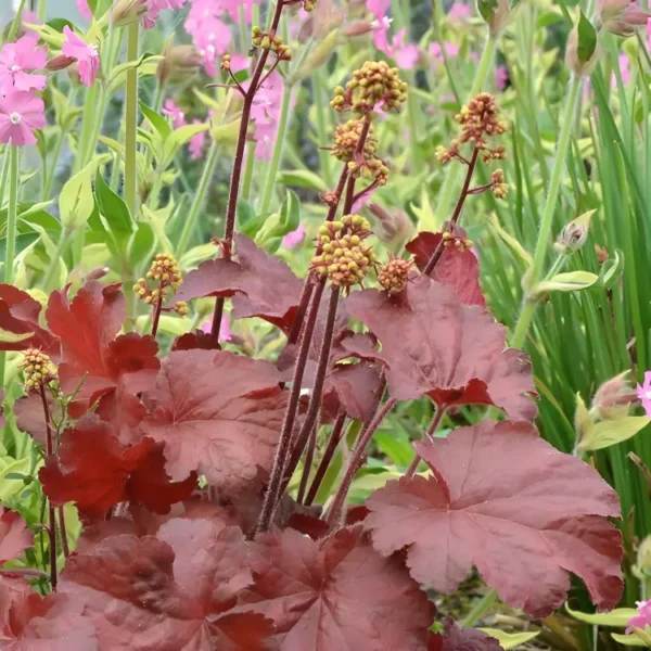 Heuchera Little Cutie 'Blondie' (Little Cutie Series) - Image 3