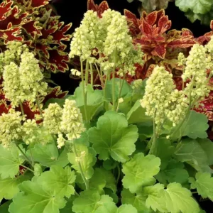 Heuchera Little Cutie 'Blondie in Lime' (Little Cutie Series)