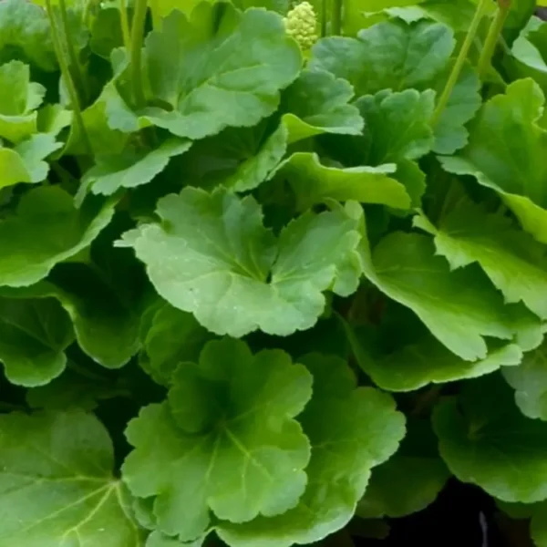 Heuchera Little Cutie 'Blondie in Lime' (Little Cutie Series) - Image 2
