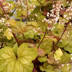 Heuchera 'Champagne'