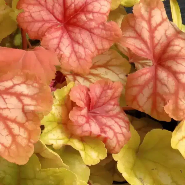 Heuchera 'Champagne' - Image 3