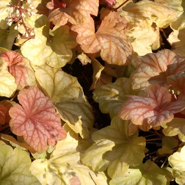 Heuchera 'Champagne' - Image 2