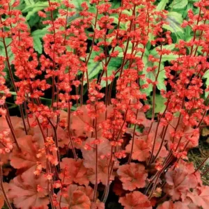 Heuchera 'Cherry Cola'