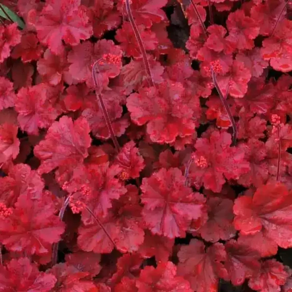 Heuchera 'Cherry Cola' - Image 3