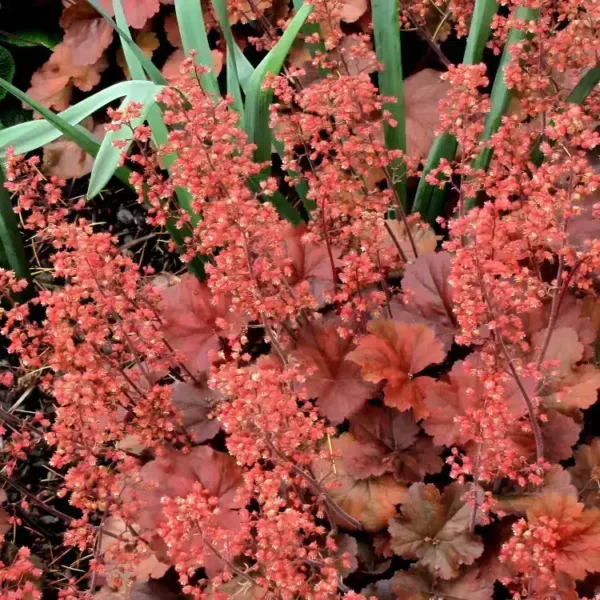 Heuchera 'Cherry Cola' - Image 2