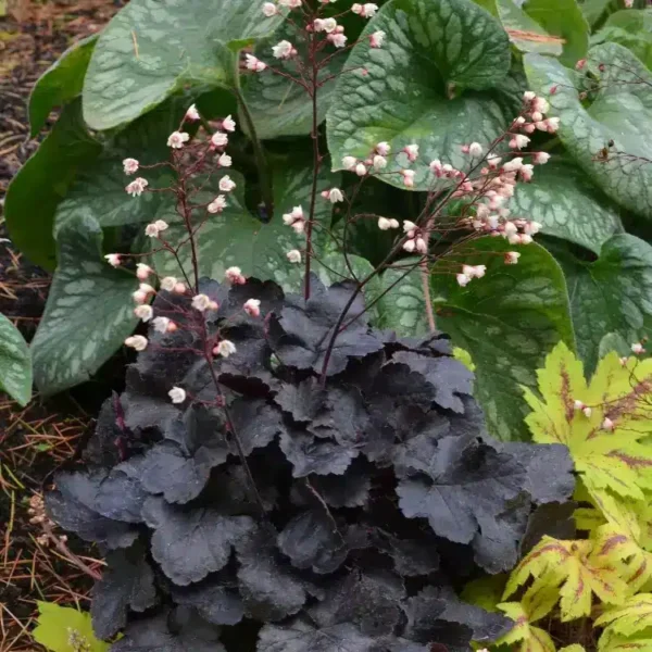 Heuchera Little Cutie 'Coco' (Little Cutie Series) - Image 2