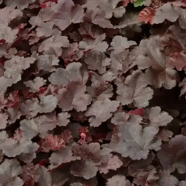 Heuchera Little Cutie 'Coco' (Little Cutie Series) - Image 3