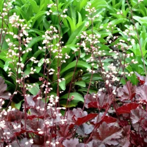 Heuchera Little Cutie 'Coco' (Little Cutie Series)