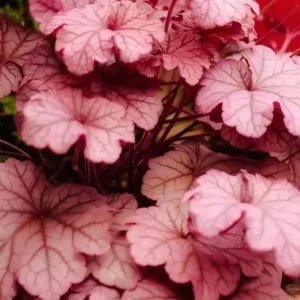 Heuchera ‘Berry Smoothie’