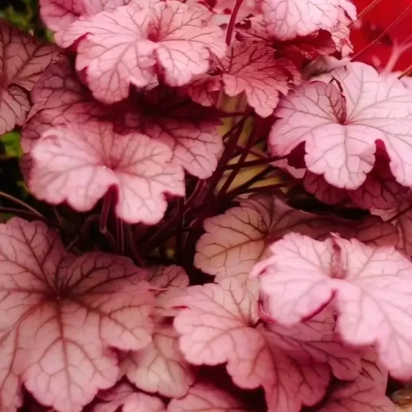 Heuchera ‘Berry Smoothie’